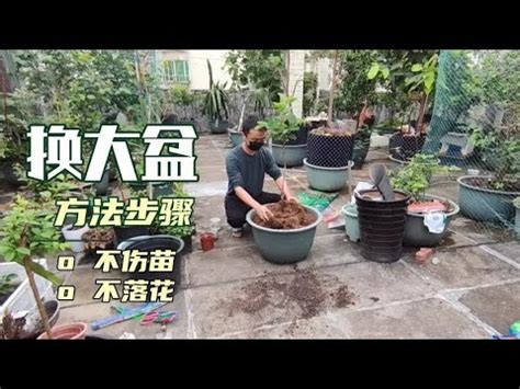 海葡萄風水|海葡萄風水佈局妙用